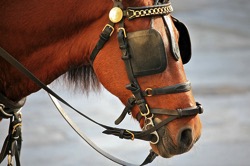 Horse blinders