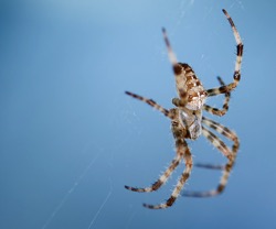Spider 1 2
