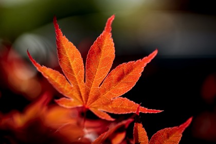 Japanese Tree 2
