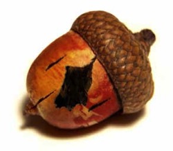Cracked ACORN