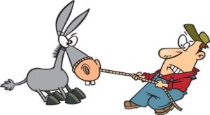 stubbornmule.jpg